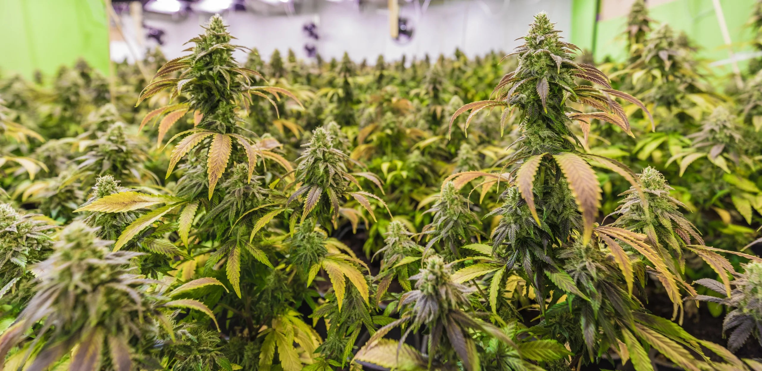 Full Spectrum vs Broad Spectrum vs CBD THC Tinctures: What’s the Difference?