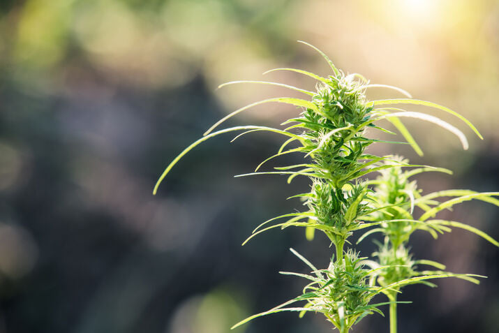 Is Delta-8 the Chill Cannabinoid or a Bad Trip Waiting to Happen?