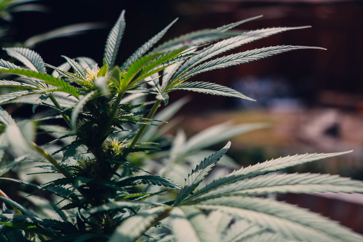 Delta-8 vs Delta-9 vs CBD: what's actually the difference?