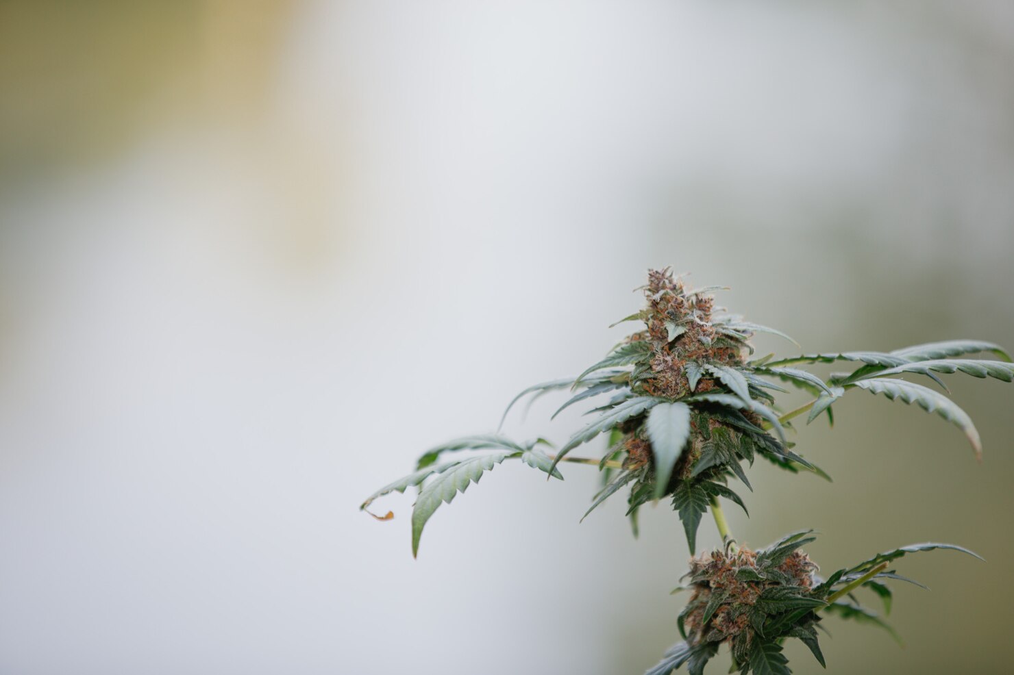 THCA vs HHC vs Delta 8 Pre Rolls: What’s the Difference?